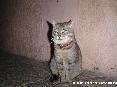 Gatti toscani - Un elegante gatto con un collare rosso a Capoliveri Isola d