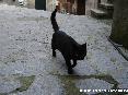 Gatti toscani - Un gatto nero passeggia per piazza del Cantone a Marciana - Fotografia Isola d