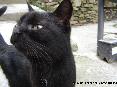 Gatti toscani - Un gattino nero fiuta l