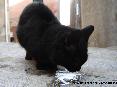 Gatti toscani - Un gatto nero beve da una pozzanghera nel paese di Marciana Isola d