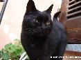 Gatti toscani - Espressione sorniona di un gatto dal pelo nero davanti alla porto di una casa a Marciana Isola d