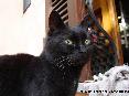 Gatti toscani - Un gattino nero si osserva attorno con gli occhioni gialli - Fotografia Marciana Isola d