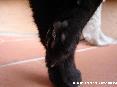 Gatti toscani - La zampa anteriore di una gatto nero - Fotografia Marciana Isola d