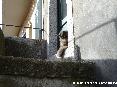 Gatti toscani - Un gatto si liscia il pelo - Fotografia Marciana Isola d