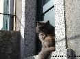 Gatti toscani - Gatto a pelo lungo al sole sulla porto di una casa a Marciana Isola d