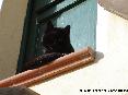 Gatti toscani - Un micio nero ci guarda dall