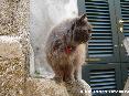 Gatti toscani - Gatto marcianese con collare rosso e campanella: profilo destro - Fotografia gatto micio Toscana