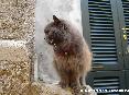 Gatti toscani - Gatto marcianese con collare rosso e campanella: profilo sinistro - Fotografia gatto micio Toscana