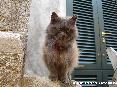 Gatti toscani - Sgaurdo attonito di un bel gatto a pelo medio - Fotografia Marciana Isola d