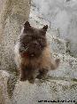 Gatti toscani - Sguardo enigmatico di un gatto col collare rosso su una antica scalinata a Marciana Isola d