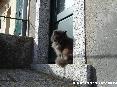 Gatti toscani - Gatto sullo stipite in pietra di una porta di casa a Marciana Isola d