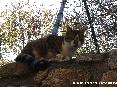 Gatti toscani - Un gatto comune su  un muretto a Marciana Isola d