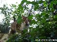 Gatti toscani - Un micio fra le piante a Marciana Isola d