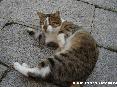 Gatti toscani - Un micio si gira sulla schiena chiedendo coccole - Fotografia Marciana Isola d