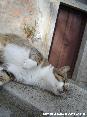 Gatti toscani - Un simpatico gatto struscia il muso facendo le fusa - Fotografia Marciana Isola d