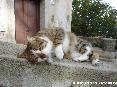 Gatti toscani - Un tenero micio si struscia chiedendo le coccole a Marciana Isola d