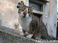 Gatti toscani - Isola d