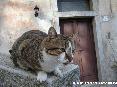 Gatti toscani - Un micio sul muretto di una piazza del paese di Marciana Isola d