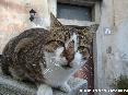 Gatti toscani - Espressione perplessa di un gatto marcianese - Fotografia Isola d