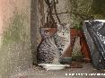 Gatti toscani - Un gatto tigrato ci osserva compunto di fronte alla sua ciotola sullo zerbino di casa - Fotografia Marciana Isola d