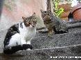 Gatti toscani - Due gatti comuni su una scala di pietra a Marciana Isola d