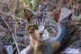 Gatti toscani - Primo piano di un bel gatto tigrato dagli occhi verdi a Piombino - Fotografia gatto micio Toscana