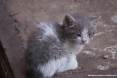 Gatti toscani - Camilla una micetta nata da poche settimane in uno stabilimento industriale di Piombino - Fotografia gatto micio Toscana