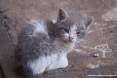 Gatti toscani - La micetta Camilla nata in uno stabilimento industriale di Piombino - Fotografia gatto micio Toscana