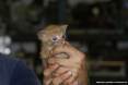 Gatti toscani - Un simpatico micino tigrato rosso dagli occhi blu nato in uno stabilimento industriale di Piombino - Fotografia gatto micio Toscana