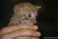 Gatti toscani - Occhi blu e pelo rosso un gattino fa capolino dalle mani di una persona - Fotografia Piombino gatto micio Toscana