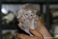 Gatti toscani - La micetta Camilla mostra le zampine - Fotografia Piombino gatto micio Toscana