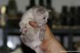 Gatti toscani - La micina Camilla coccolata nelle mani della persona che l