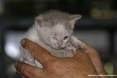Gatti toscani - La gattina Camilla coccolata fra le mani di una persona - Fotografia Piombino gatto micio Toscana