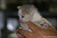Gatti toscani - La gattina Camilla fra le dita di una mano - Fotografia Piombino gatto micio Toscana