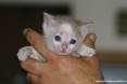 Gatti toscani - Camilla fa capolino fra le dita di una mano con i suoi occhioni blu - Fotografia gatto micio Toscana