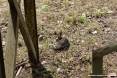 Gatti toscani - Una micia accovacciata in un prato in uno stabilimento industriale di Piombino - Fotografia gatto micio Toscana