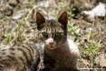 Gatti toscani - Sguardo attento di una gatta - Fotografia Piombino gatto micio Toscana