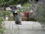 Gatti toscani - Micetti in un giardino di Marciana Isola d