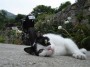 Gatti toscani - Una micia si struscia per terra in un giardino di Marciana Isola d