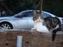 Gatti toscani - Un sornione gatto di Baratti con lo sfondo di un