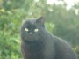 Gatti toscani - Un simpatico gatto nero senza un orecchio nella comunità felina di Calamoresca a Piombino - Fotografia gatto micio Toscana