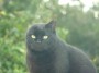 Gatti toscani - Un simpatico gatto nero senza un orecchio nella comunit felina di Calamoresca a Piombino - Fotografia gatto micio Toscana