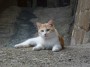 Gatti toscani - Un gatto rosso e bianco nell