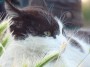 Gatti toscani - Un gatto bianco e nero fra l