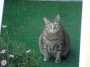 Gatti toscani - La gatta Honda di Piombino - Fotografia gatto micio Toscana