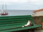 Gatti toscani - Un gatto spaparanzato su una panchina di Marciana Marina con lo sfondo del mare e di un veliero rosso - Fotografia Isola d