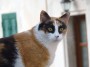 Gatti toscani - Una micia pezzata di Marciana dallo sgaurdo incuriosito - Fotografia Isola d