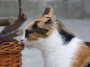 Gatti toscani - Una gatta dal pelo pezzato annusa una cesta di legna da ardere a Marciana Isola d