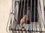 Gatti toscani - Un elegante gatto rosso sulla finestra di una casa di Castagneto Carducci dietro una inferriata - Fotografia gatto micio Toscana