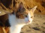 Gatti toscani - Primo piano di una simpatica gatta sulla spiaggia di Baratti - Fotografia gatto micio Toscana